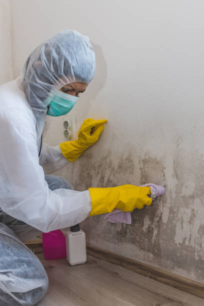 Best Mold-Related Health Consultation  in Sweet Home, AR