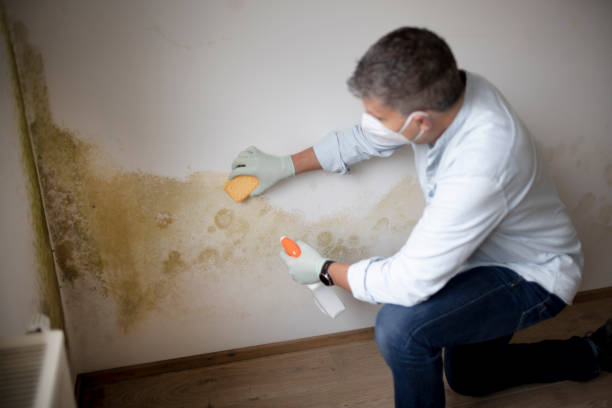 Best Asbestos and Lead Testing During Mold Inspection  in Sweet Home, AR