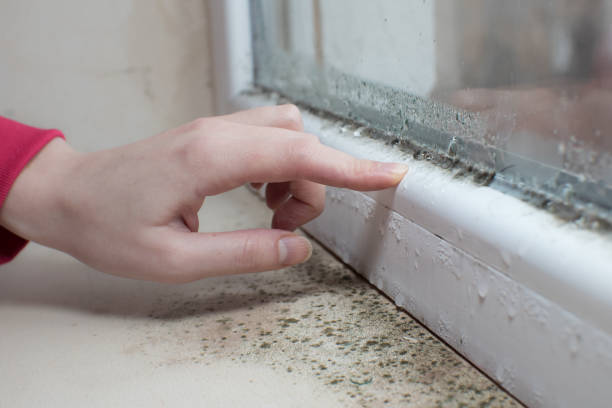 Dehumidification Services in Sweet Home, AR